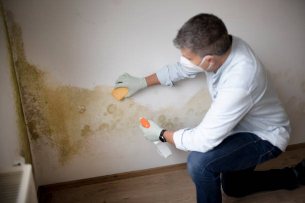 Best Mold Remediation for Rental Properties  in Park Hills, KY